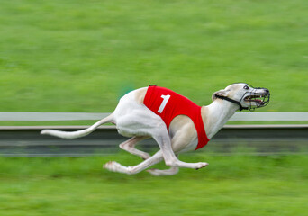 One white whippet  in full run with a number one red race jacket on a grass race track.