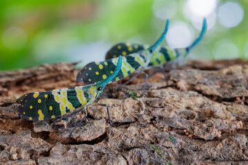 Green Snout Lanternflies, Pyrops viridirostris, Thailand