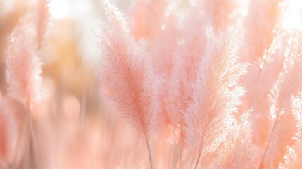Fototapeta premium Soft pink pampas grass sways gently in the golden sunlight during a calm afternoon in a serene outdoor setting