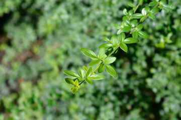 Winter jasmine leaves