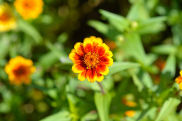 Mexican zinnia flower
