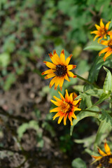 Old Mexico zinnia flowers