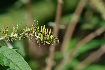 Summer lilac fruit