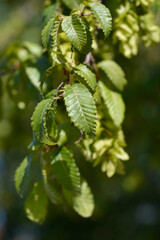 Oriental hornbeam leaves