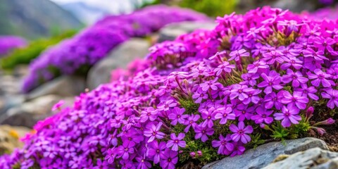 Obraz premium Beautiful moss phlox purple beauty phlox subulata blooming in vibrant alpine rock garden