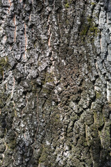 Turkey oak bark detail