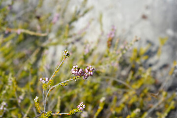 Autumn heather small flowers