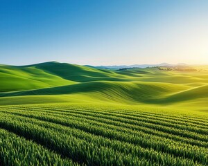 Obraz premium Fertile green hills with golden wheat fields, soft light, rich agricultural land, photorealistic, vibrant colors, wide-angle perspective