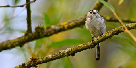 Schwanzmeise // Long-tailed tit (Aegithalos caudatus)