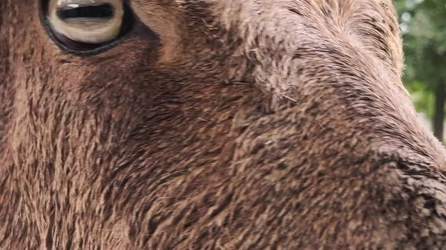 Barbary sheep close up shot. Concentrated look of the animal