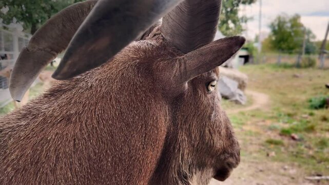 Barbary sheep. Close-up of the horns. 