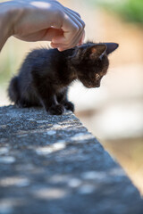 A touching image featuring a sweet stray kitten interacting with a human on a city street. 