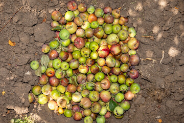 Compost pit of rotten and worm-eaten apples in a garden