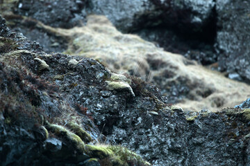 Landschaftsbild auf Island, Detailaufnahmevon einem felsen