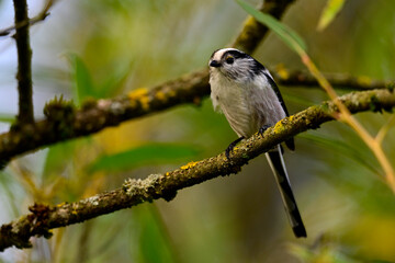 Long-tailed tit // Schwanzmeise (Aegithalos caudatus)