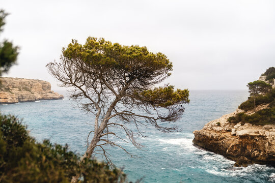 Pinie ragt &uuml;ber das Meer am Cal&oacute; des Moro Strand Bucht im S&uuml;dosten der spanischen Baleareninsel Mallorca 