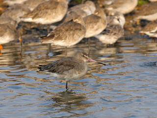 Obraz premium Black-tailed godwit, Limosa limosa