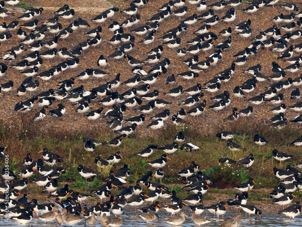 Wall mural Oystercatcher, Haematopus ostralegus