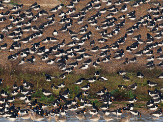 Oystercatcher, Haematopus ostralegus