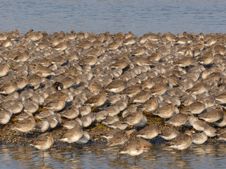 Red knot, Calidris canutus