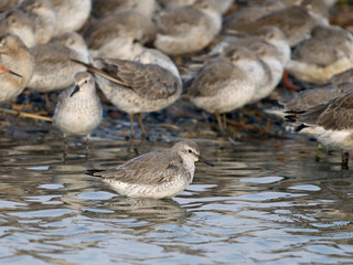 Red knot, Calidris canutus