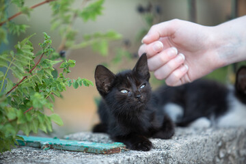 A touching image featuring a sweet stray kitten interacting with a human on a city street. 