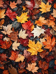 Obraz premium Colorful Autumn Leaves on Forest Floor