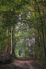 Schmaler Waldweg im morgendlichen Licht