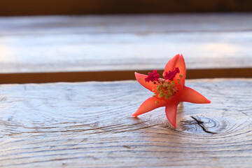 Plucked pomegranate flower on wooden surface