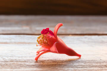 Plucked pomegranate flower on wooden surface