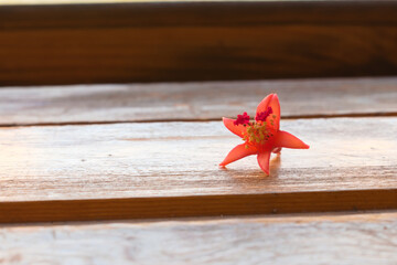Plucked pomegranate flower on wooden surface