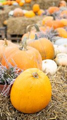Experience the enchanting Autumn Harvest Vibrant Pumpkins on display to enjoy this fall