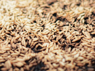 Burnt rice due to cooking for too long, even the water dries up and there is no water left