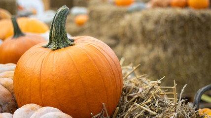 Vibrant and Colorful Pumpkins Surrounded by Golden Hay Bales in a Beautiful Autumn Setting