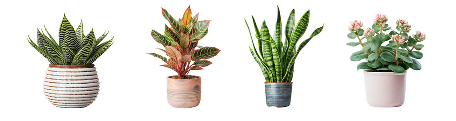 Collection of houseplants in ceramic pots, isolated on transparent background cutout, PNG file