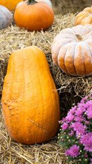 Delight in the experience of harvesting pumpkins atop hay bales accompanied by vibrant flowers