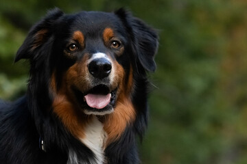 Australian Shepherd Dog in Forest, Colorado Hikes with Dogs