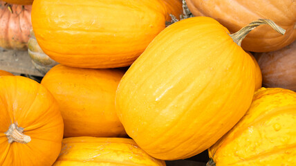 A Beautiful Array of Colorful Pumpkins Displayed in a Rustic Setting for Autumn Festivals