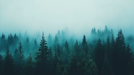 Obraz premium A foggy forest with trees fading into the distance, thick mist clinging to every surface, eerie silence