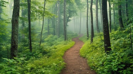 Obraz premium A forest trail disappearing into thick fog, trees barely visible, the air damp and cold