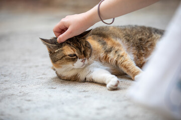 A stray cat is sitting on a city street, its gaze curious as it observes its surroundings. The...