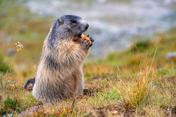 A cute marmot eats a carrot in the Alps in Austria