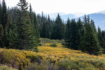 Breckenridge Colorado Beautiful Meadow, Autumn, Hiking