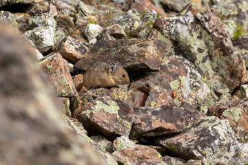 American Pika in Breckenridge Colorado, Rodents of the Rocky Mountains