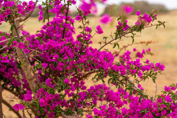 Lila Bougainvillea Drillingsblume Strauch am Straßenrand auf Mallorca Spanien
