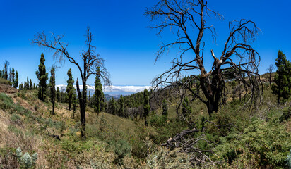 Dry and burnt trees after a forest fire on the slopes of a mountain. Gran Canaria. Canary Islands. Spain.