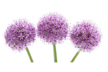 Allium flowers with vibrant purple blooms on a white isolate background. transparent background