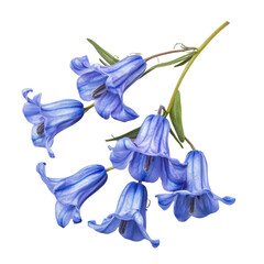 Beautiful blue bell flowers on a white isolated background. transparent background