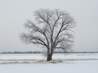 Fototapeta premium bare tree standing in a snowy landscape during winter, with frost on the branches and a grey sky