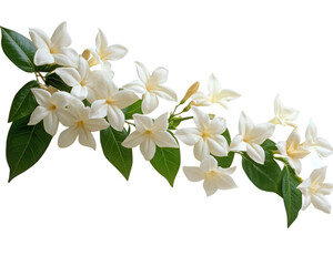 Obraz premium Beautiful branch of white flowers with green leaves, isolated on a white background. transparent background
